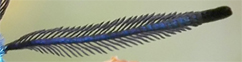 Chiavi di identificazione degli Zygaenidae d''Italia